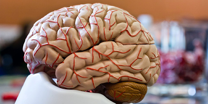 Model of brain (Photo: Lars Bahl)