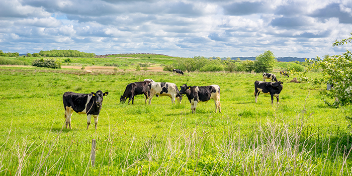 Cows in the fiels (Photo: Kasper Nymann/Colourbox)