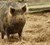 Ossabaw pigs quickly become obsese and develop the same lifestyle diseases as humans. Photo: Ketzirah Lesser/Art Drauglis.